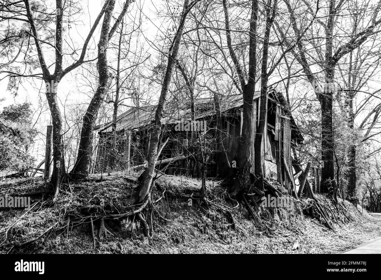 effet de filtre de vignette sur une grange sinistre de maison en détresse dans la forêt avec ajout noir et blanc photo à contraste élevé effet comme un jour férié d'halloween Banque D'Images