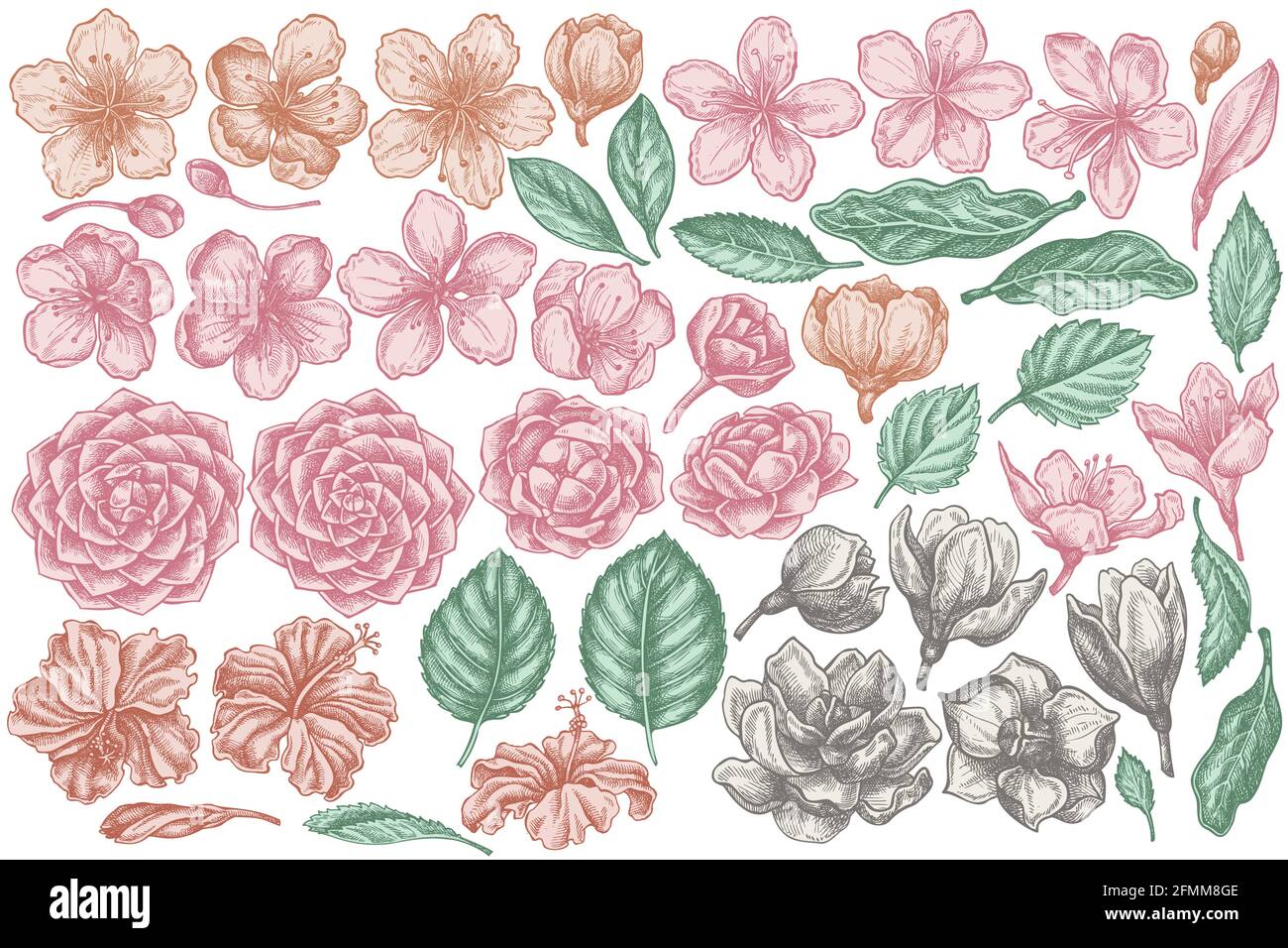 Ensemble vectoriel d'hibiscus pastel dessinés à la main, fleurs de prune, fleurs de pêche, fleurs de sakura, fleurs de magnolia, camellia japonica Illustration de Vecteur