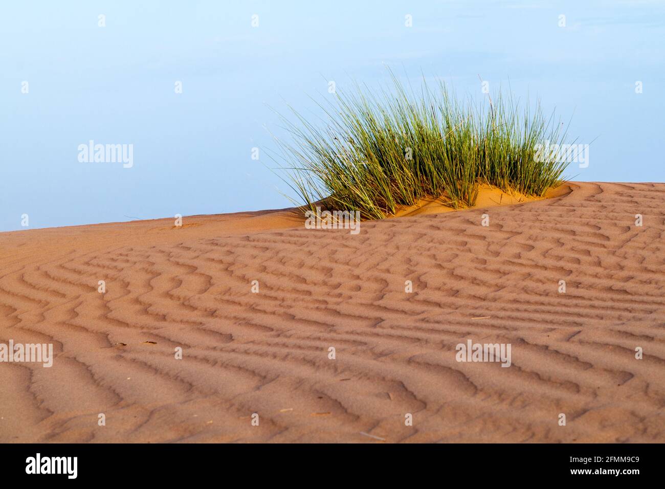 Dunes de Wahiba Sands Sharqiya Sands , Oman Banque D'Images