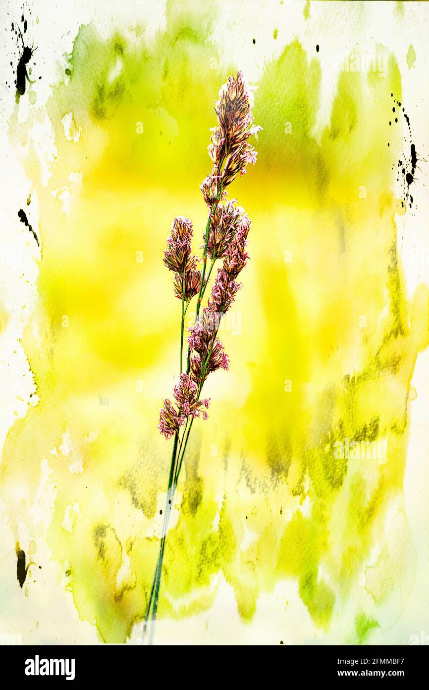 Herbe Cocksfoot ou orchardgrass Dactylis glomerata le mois de juin ensoleillé Jour Banque D'Images