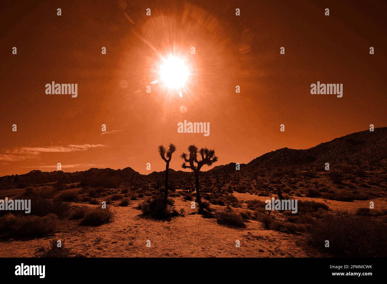 Le soleil éclatant brille sur le parc national de Joshua Tree en Californie, coloré pour un effet artistique. Banque D'Images