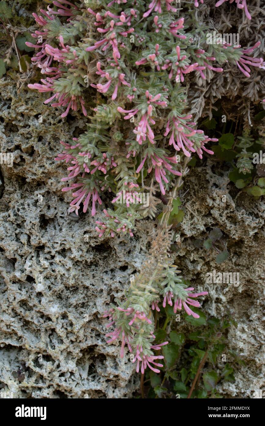 Asperula Arcadiensis (Asperula arcadiensis, Arcadian woodruff), plante avec des fleurs au printemps Banque D'Images