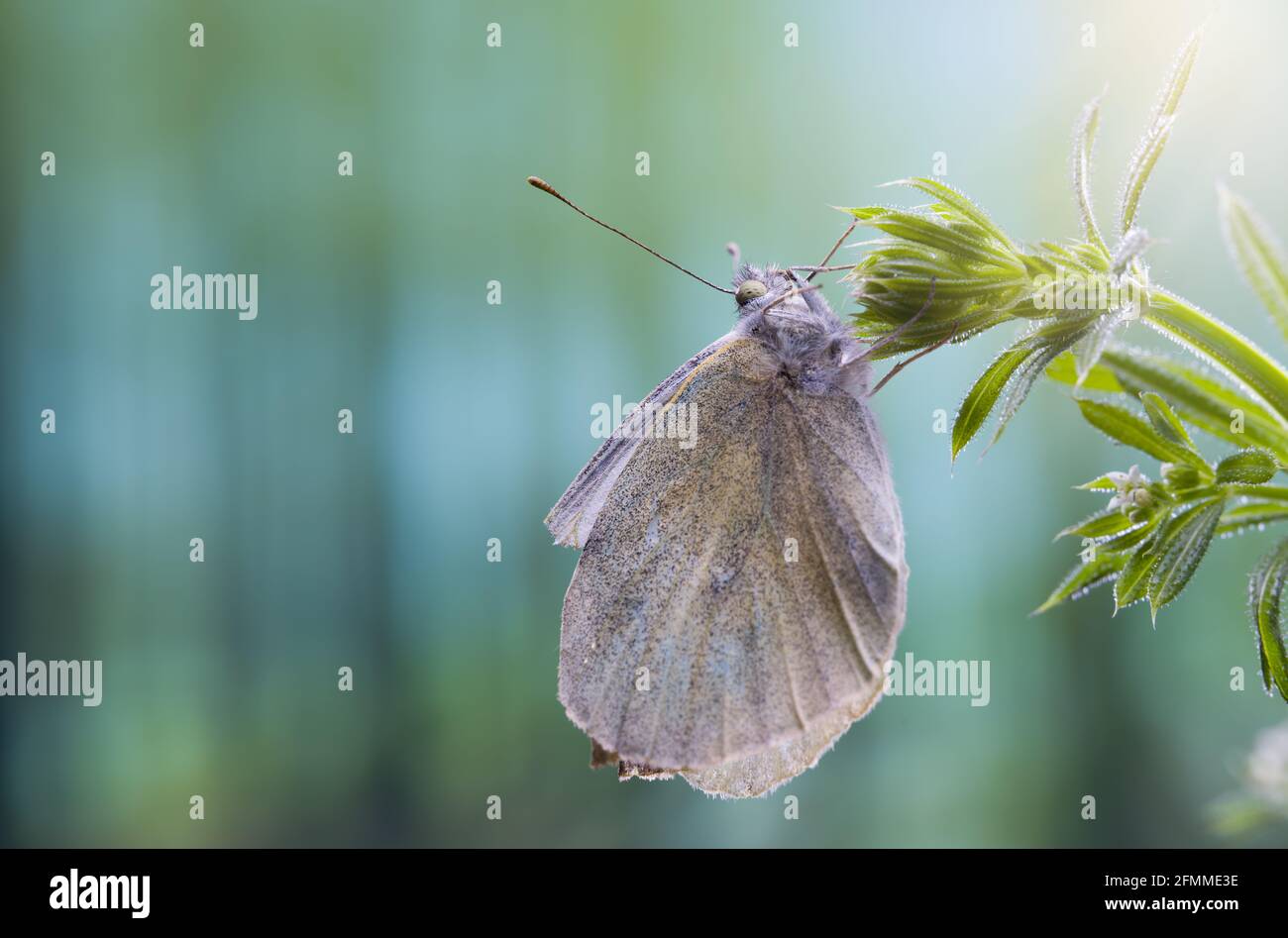 Plante de jardin papillon Banque de photographies et d'images à haute  résolution - Alamy