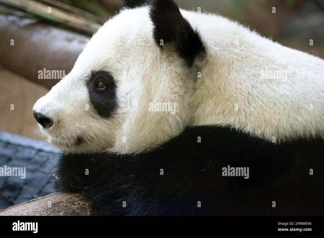 Ours de panda géant (Ailuropoda melanoleuca) au zoo d'Atlanta, en Géorgie. (ÉTATS-UNIS) Banque D'Images