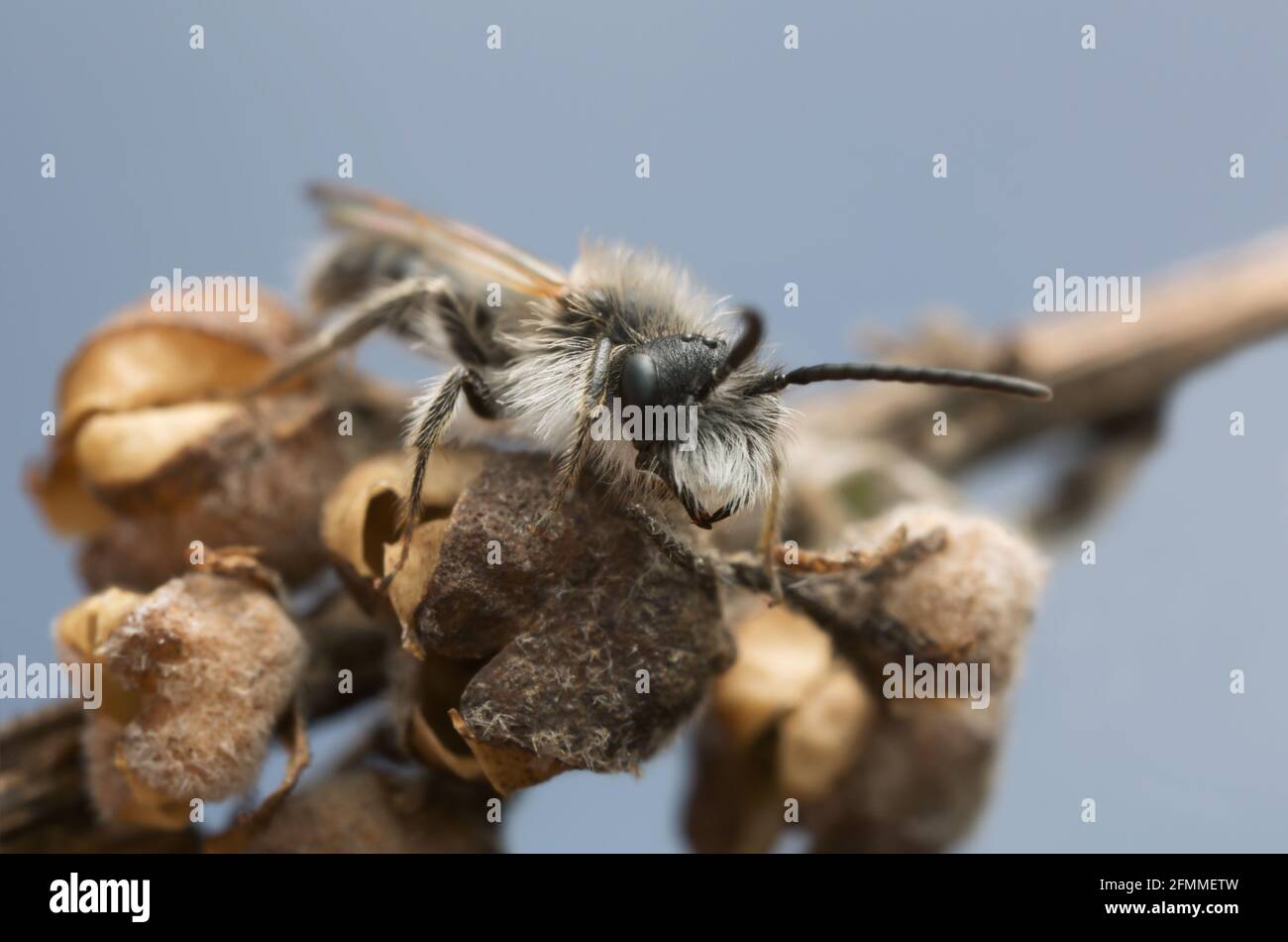 Petite abeille d'extraction de jalles, Andrena praecox sur plante sèche Banque D'Images