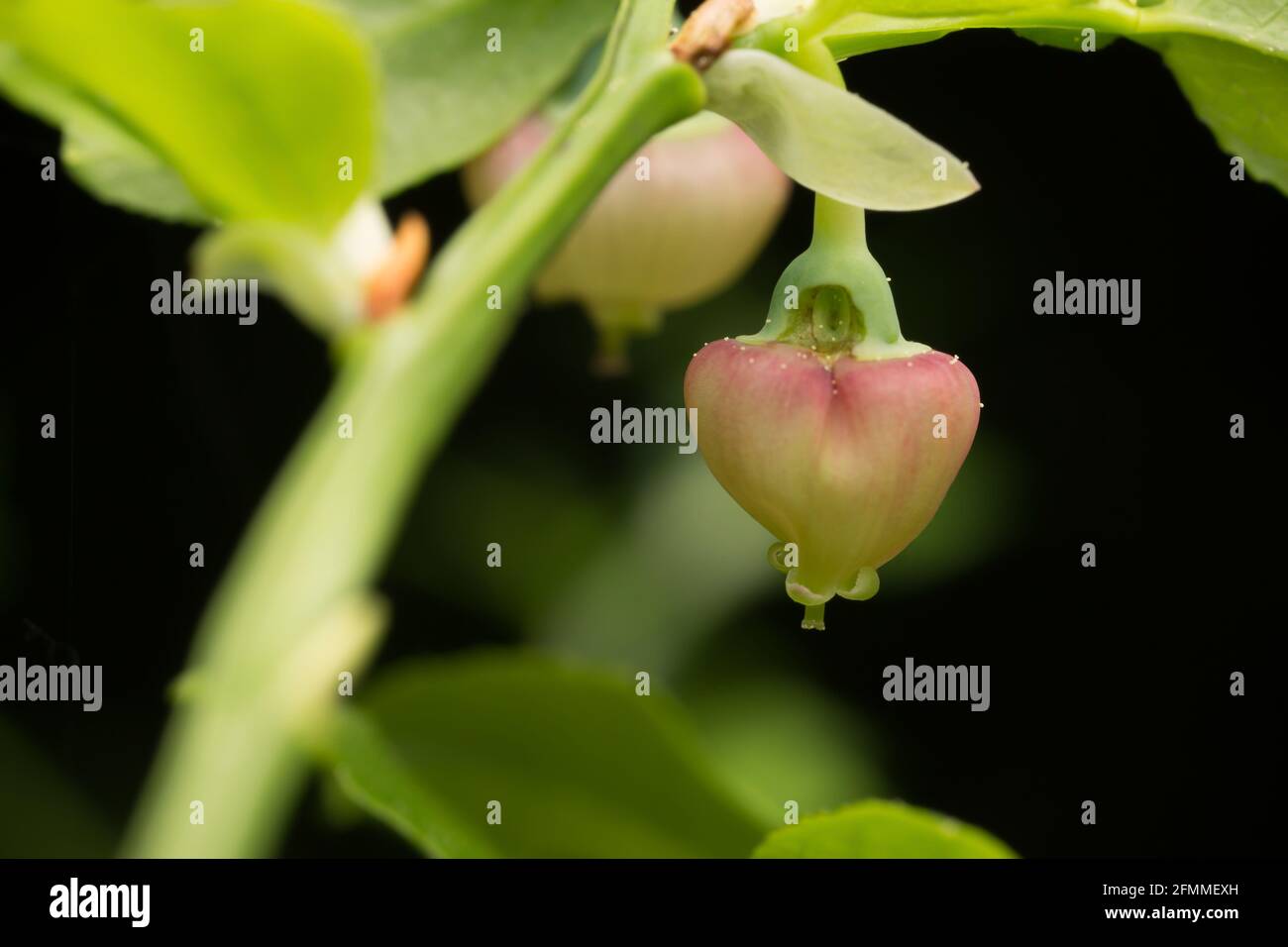 Bleuet européen en fleurs, plante de Vaccinium myrtillus Banque D'Images