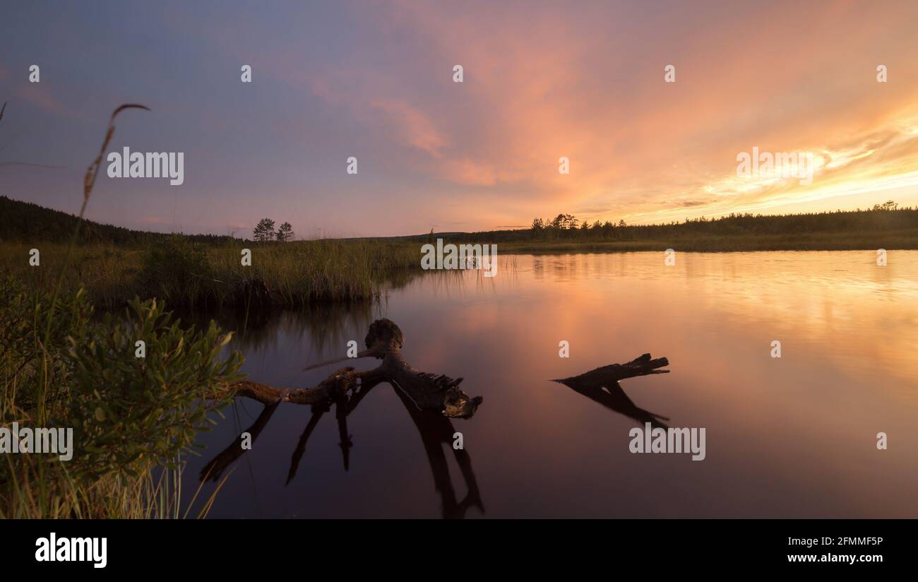 Magnifique coucher de soleil sur un marécage avec racine dans le peu profond eau Banque D'Images