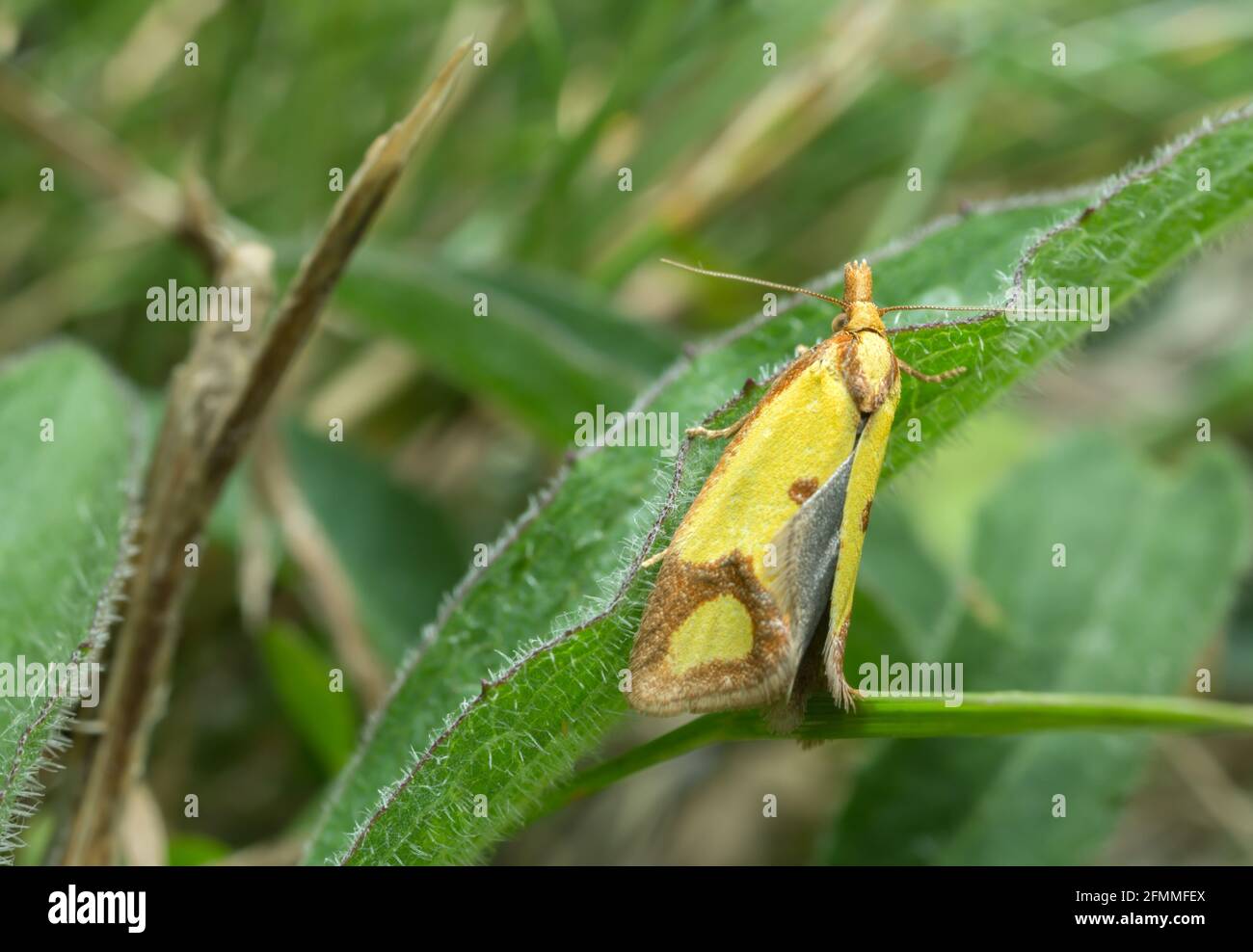 Papillon de chevalier sulfuré, Agapeta zoegana sur la feuille Banque D'Images