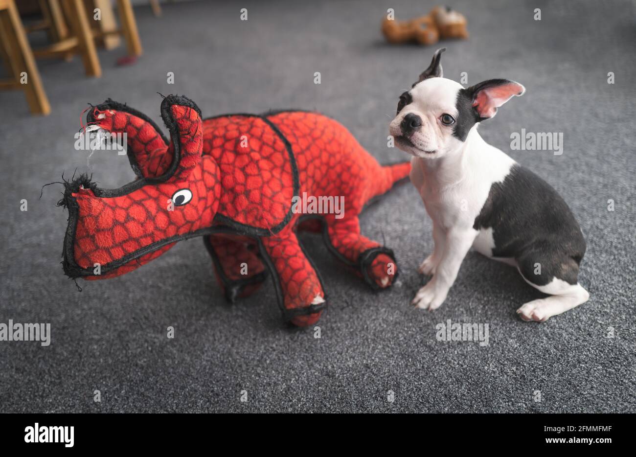 Mignon Boston Terrier chiot assis indour sur le tapis à côté d'un jouet de dinosaure rouge bourré. Banque D'Images