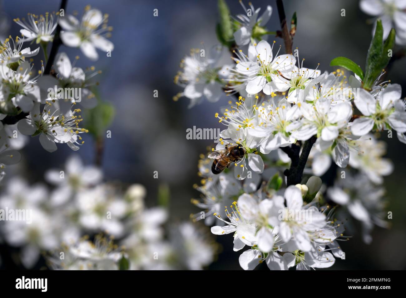Gros plan d'une abeille sur des fleurs de damson au printemps Banque D'Images