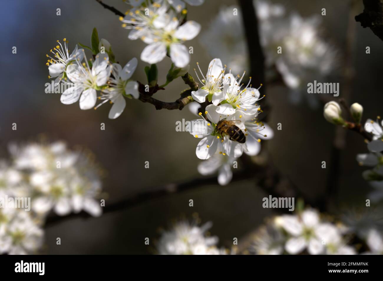 Gros plan d'une abeille sur des fleurs de damson au printemps Banque D'Images