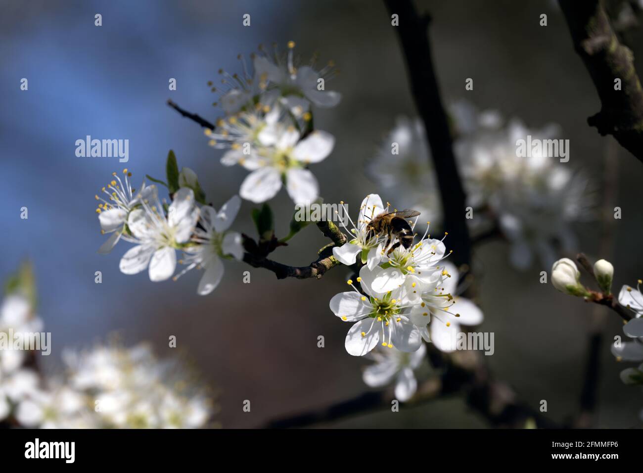 Gros plan d'une abeille sur des fleurs de damson au printemps Banque D'Images