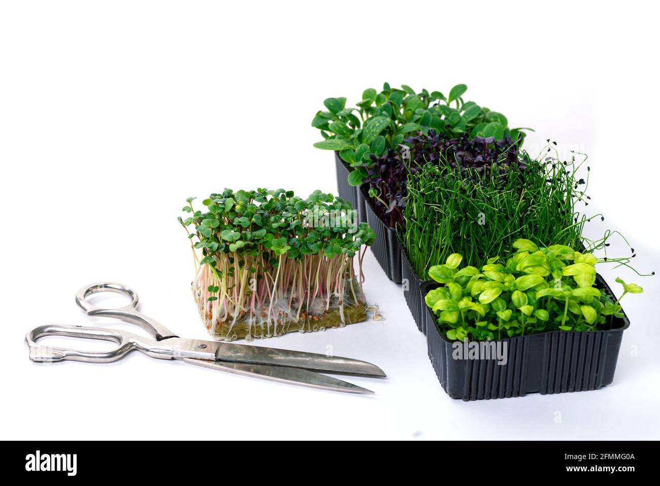 Pousses d'arugula Microgreen sur table blanche. Jardin de cuisine - micro-culture verte. Une femme coupe les micro verts avec des ciseaux. Banque D'Images