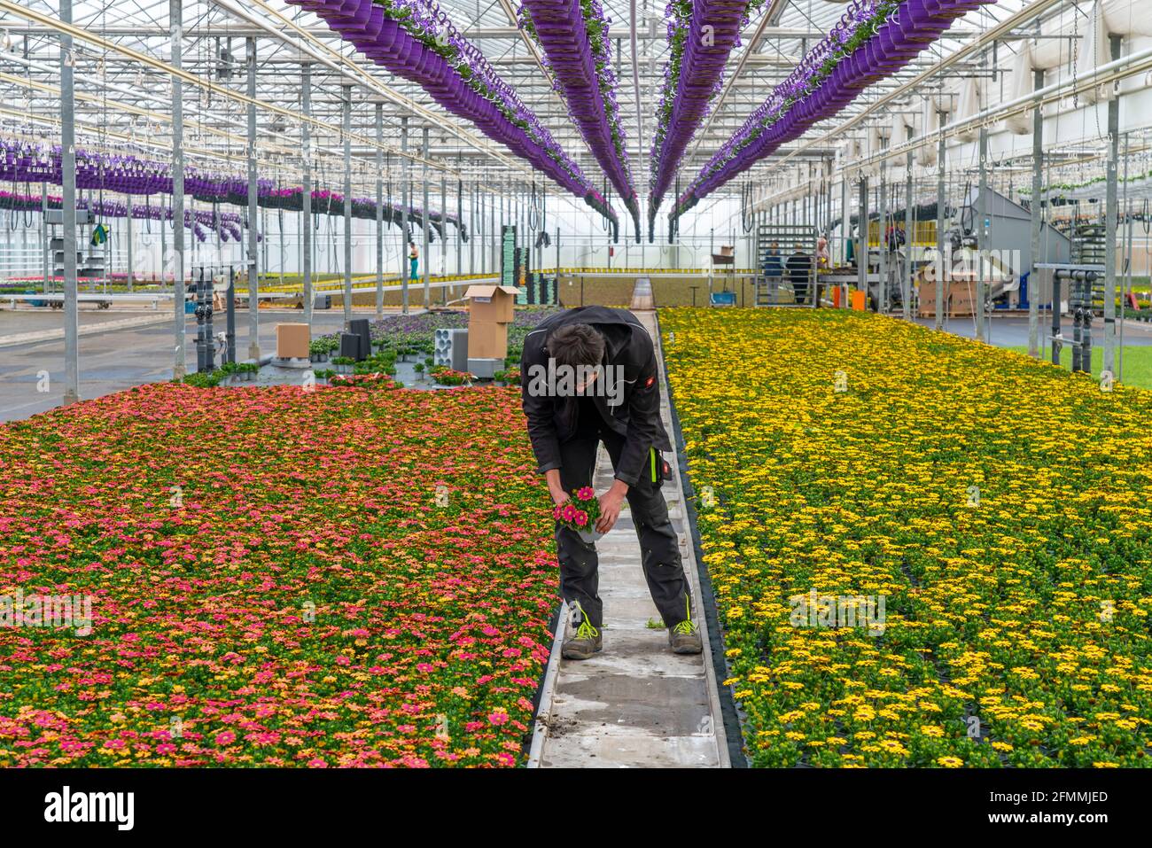 Entreprise horticole, pots de fleurs, ainsi appelé Petunia Ampeln, poussent dans une serre, sous le toit de verre, jusqu'à ce qu'ils aient le bon stade de croissance pour r Banque D'Images