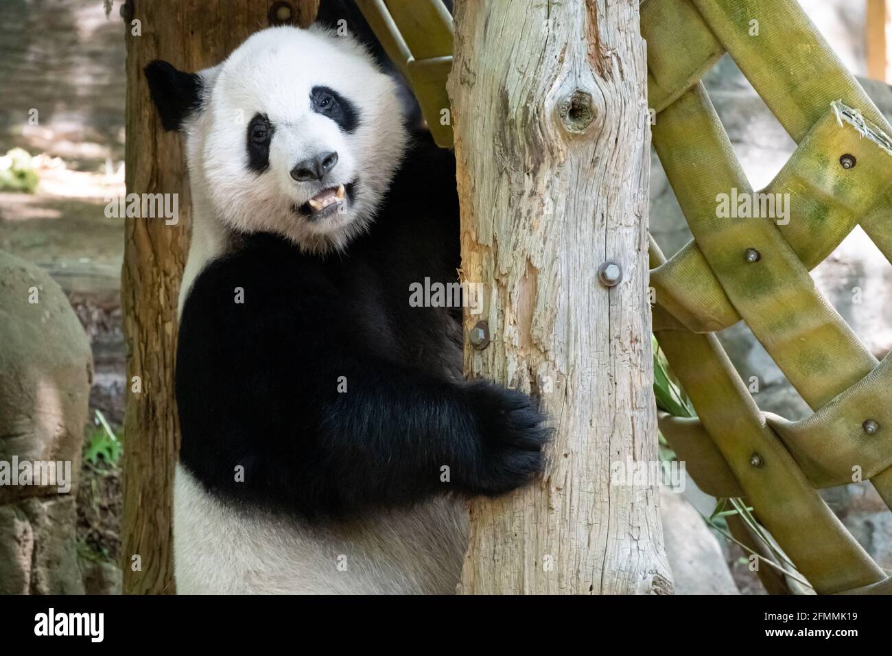 Ours de panda géant (Ailuropoda melanoleuca) au zoo d'Atlanta, en Géorgie. (ÉTATS-UNIS) Banque D'Images