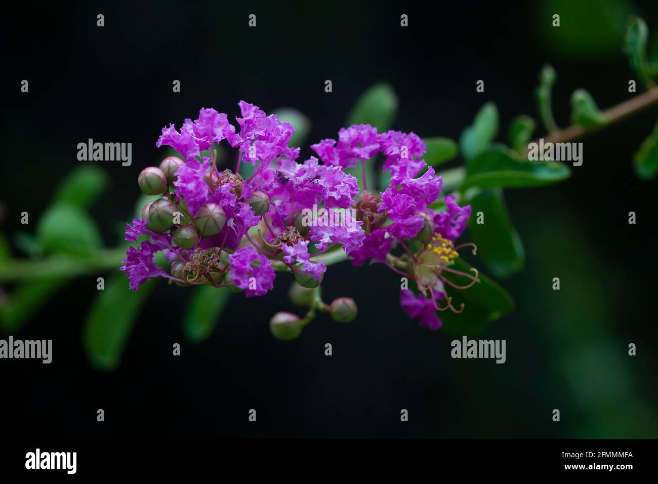 macro de fleurs d'une myrte de colza Banque D'Images