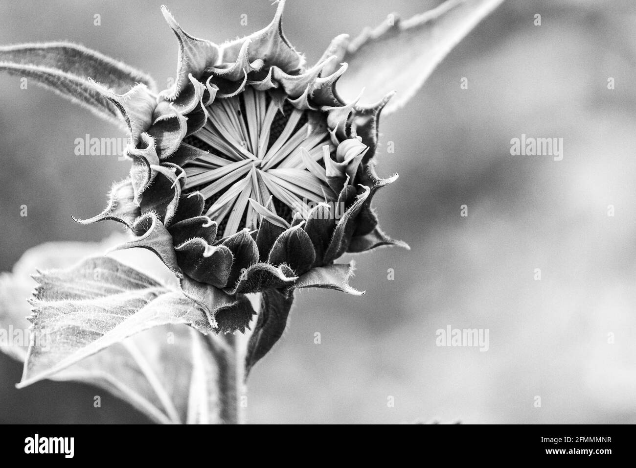Les rayons d'un tournesol (Helianthus) sont bien fermés avant le bourgeonnement. Banque D'Images Les rayons d'un tournesol (Helianthus) sont bien fermés avant le bourgeonnement. Banque D'Images