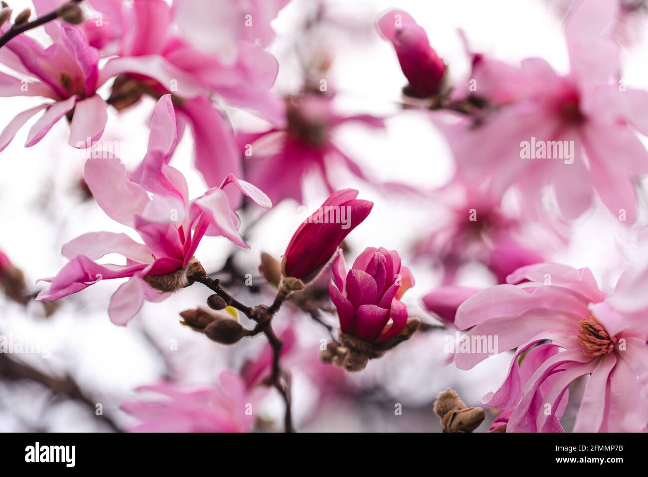 Des fleurs de magnolia rose fleurissent sur les branches d'un arbre le jour du printemps. Banque D'Images