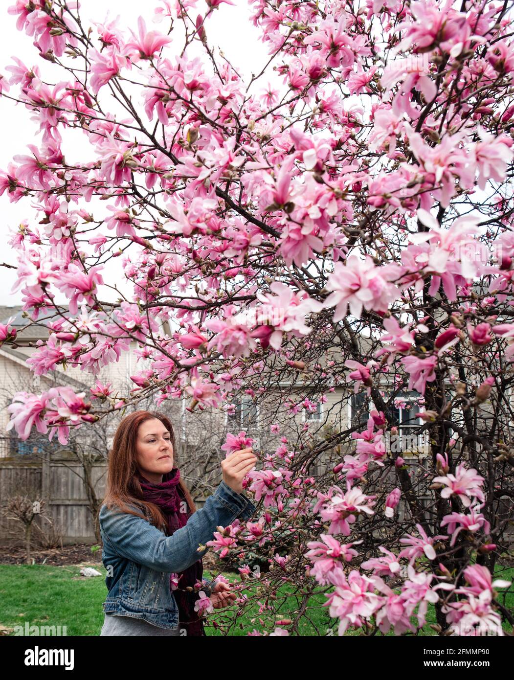 Femme regardant les fleurs roses sur un magnolia un jour de printemps. Banque D'Images