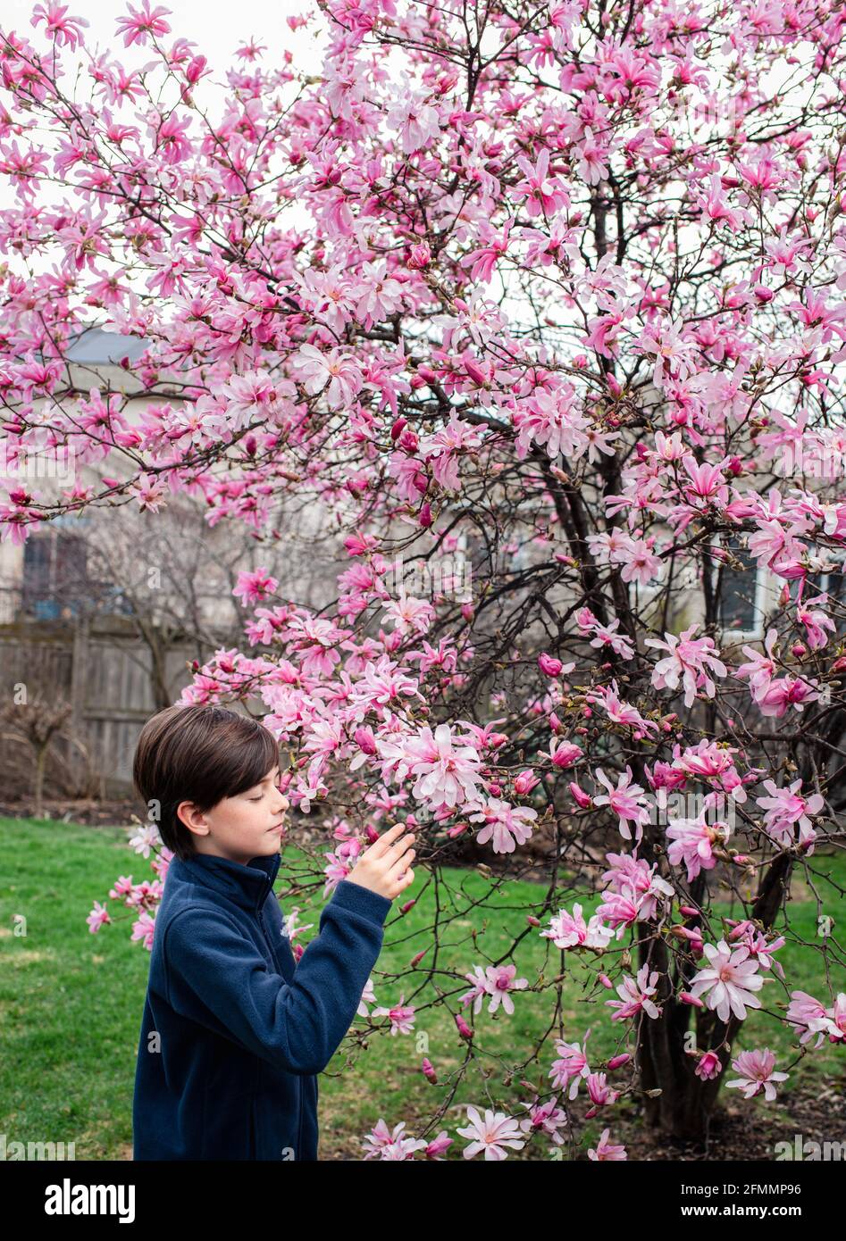 Jeune garçon regardant des fleurs roses sur un magnolia le jour du printemps. Banque D'Images
