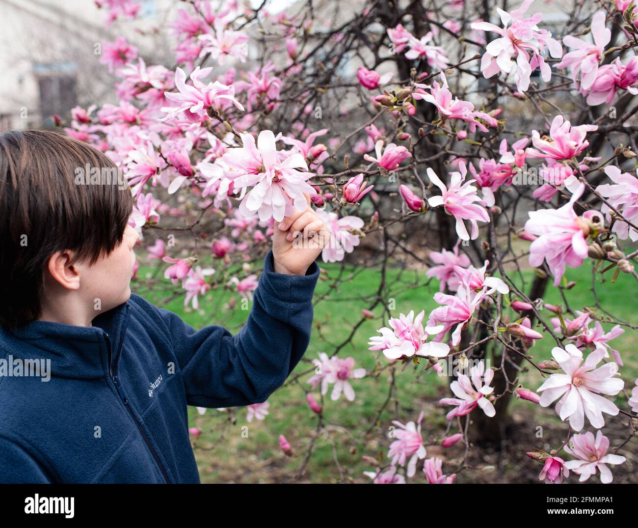 Jeune garçon regardant les fleurs roses sur le magnolia le jour du printemps. Banque D'Images