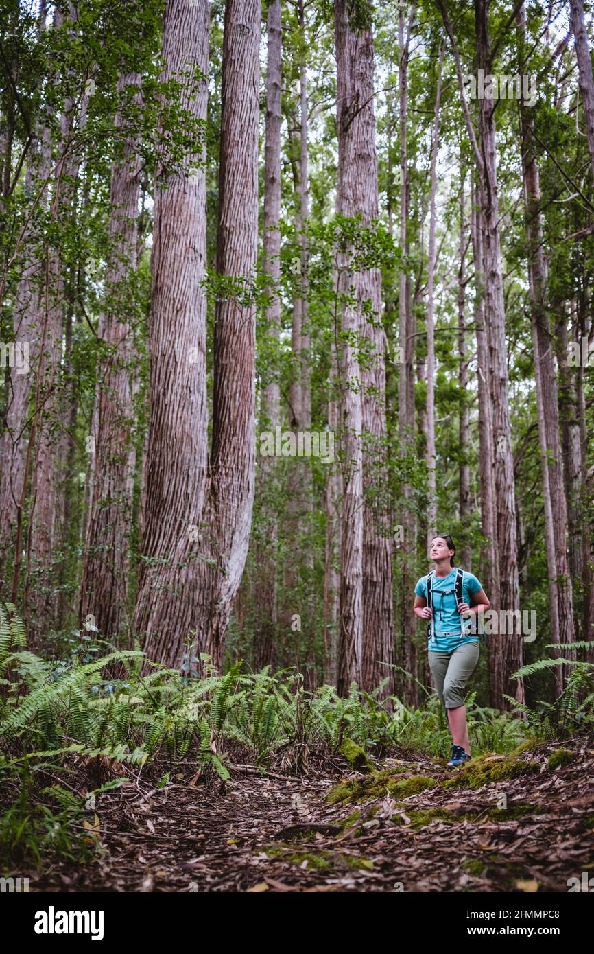 Des randonneurs féminins se promèchent dans la forêt tropicale près de Honokaa Hawaii Banque D'Images
