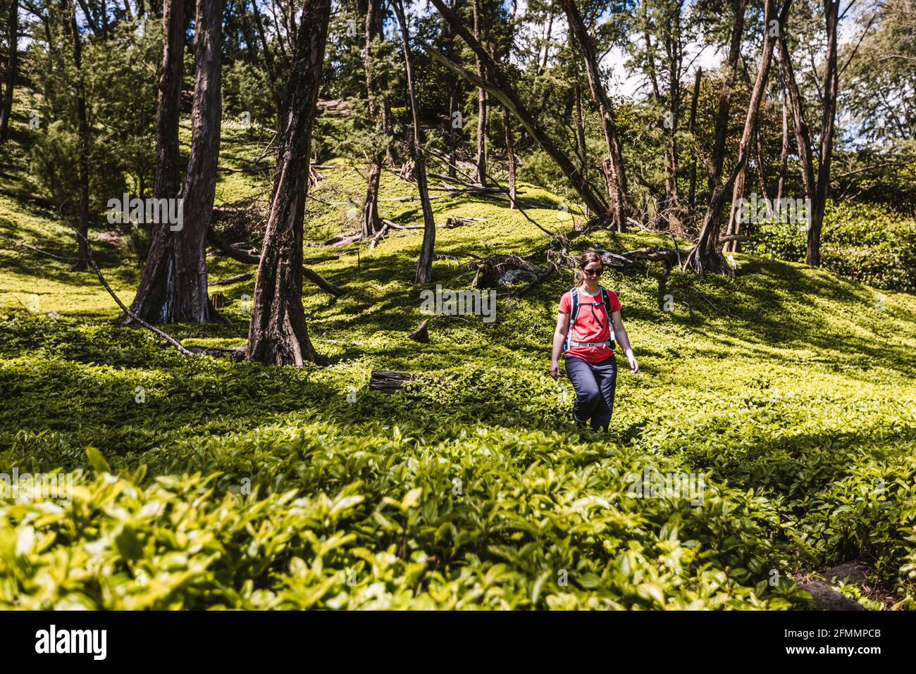 Une femme fait des randonnées à travers un feuillage vert luxuriant dans la vallée de Pololu, à Hawaï Banque D'Images