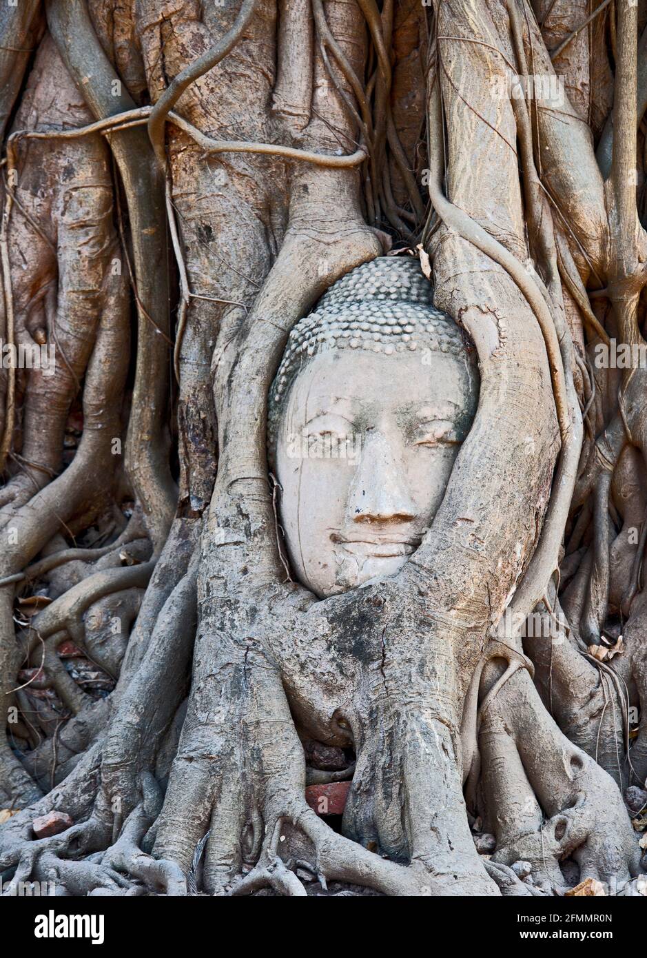 Cultivé en Bouddha à l'ancien temple de Wat Maha C'est à Ayutthaya Banque D'Images