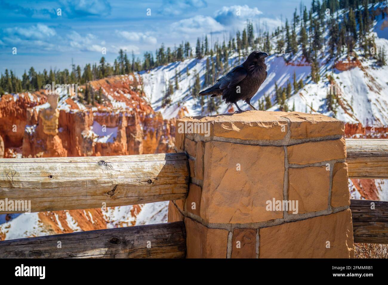 Un Nid-de-Corbeau américain dans le parc national de Bryce Canyon, Utah Banque D'Images