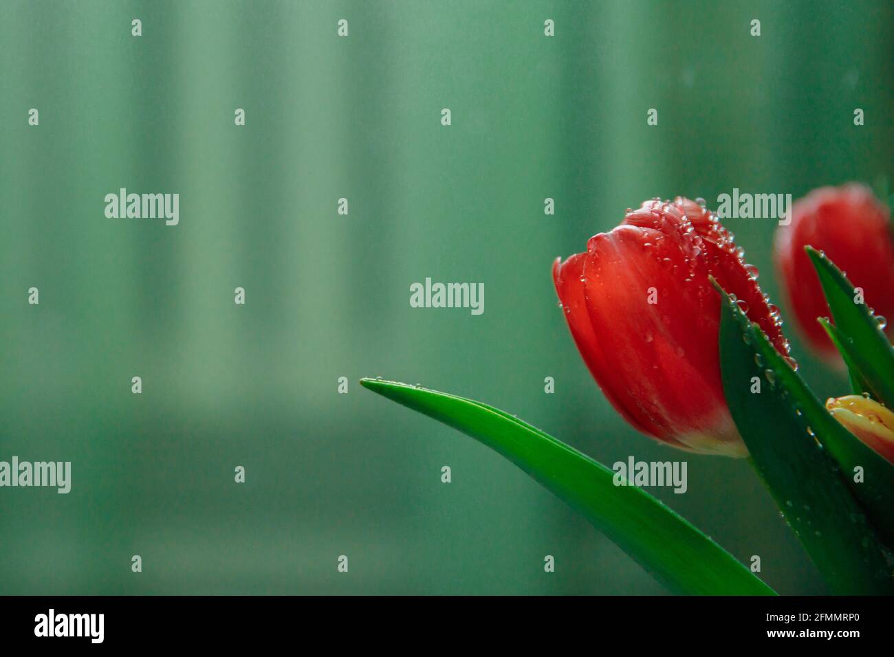 Rouge fleur délicate de tulipe sur fond vert. Banque D'Images