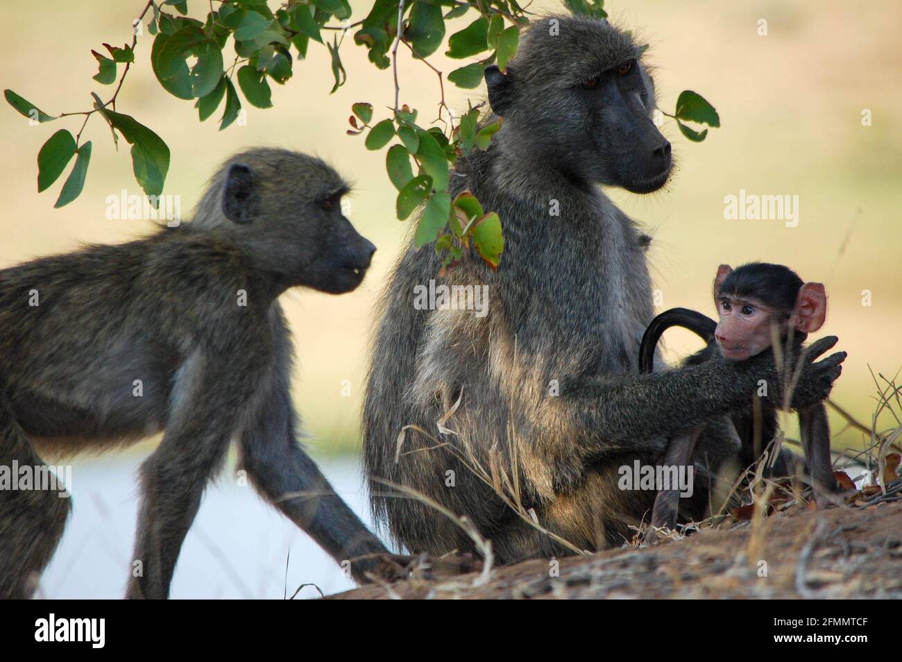 Primate et bébé Banque D'Images