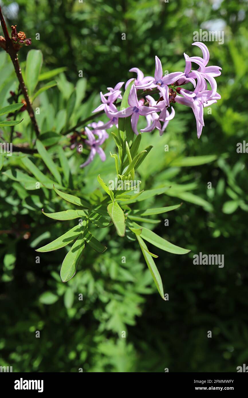 Syringa x laciniata lilas à feuilles coupées – fleurs en forme d'étoile rose lavande et feuilles en forme de lance vert moyen, mai, Angleterre, Royaume-Uni Banque D'Images