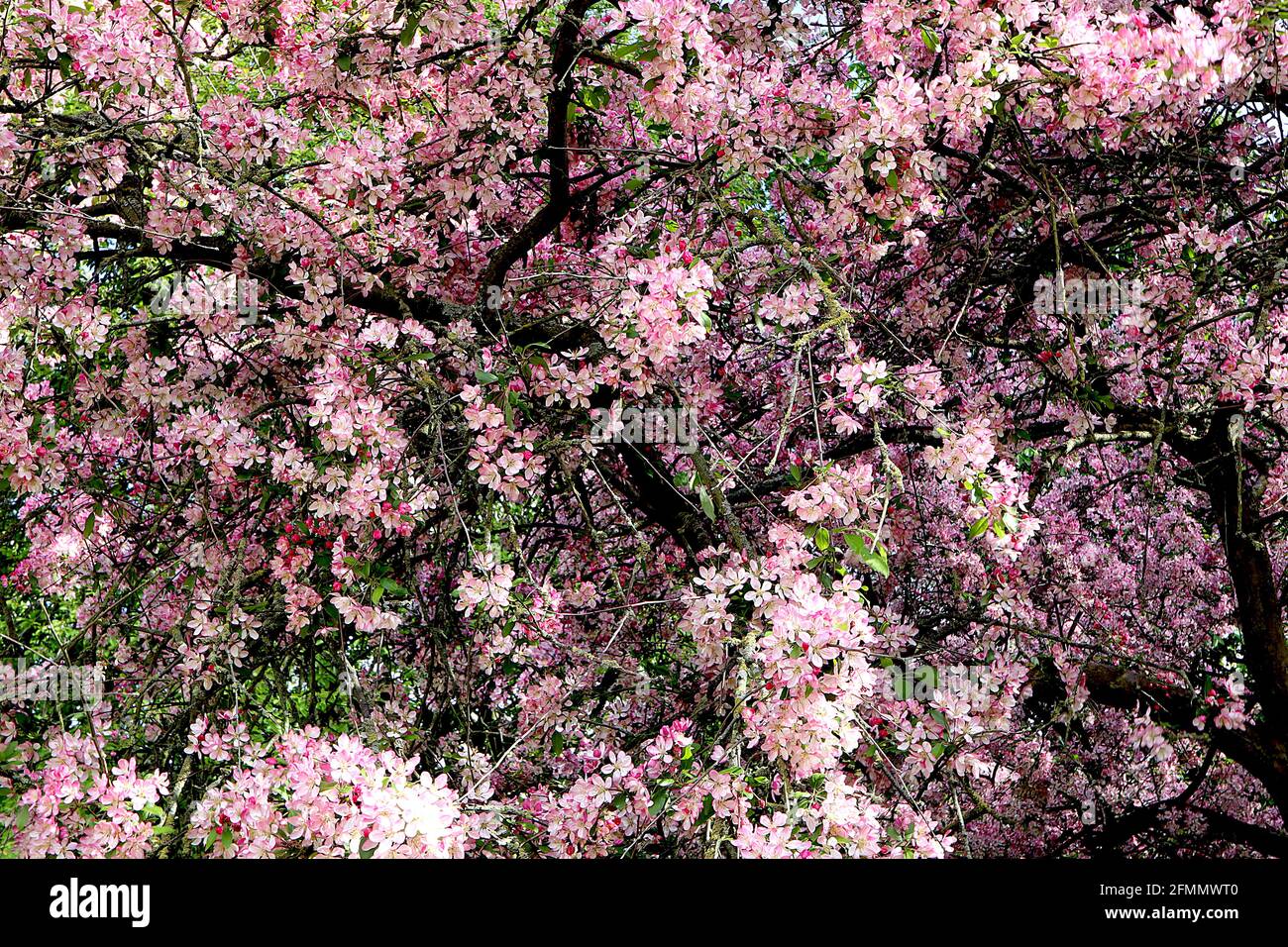 Malus sylvestris x floribunda Crabapple floribunda – masses de fleurs blanches, roses et foncées, mai, Angleterre, Royaume-Uni Banque D'Images