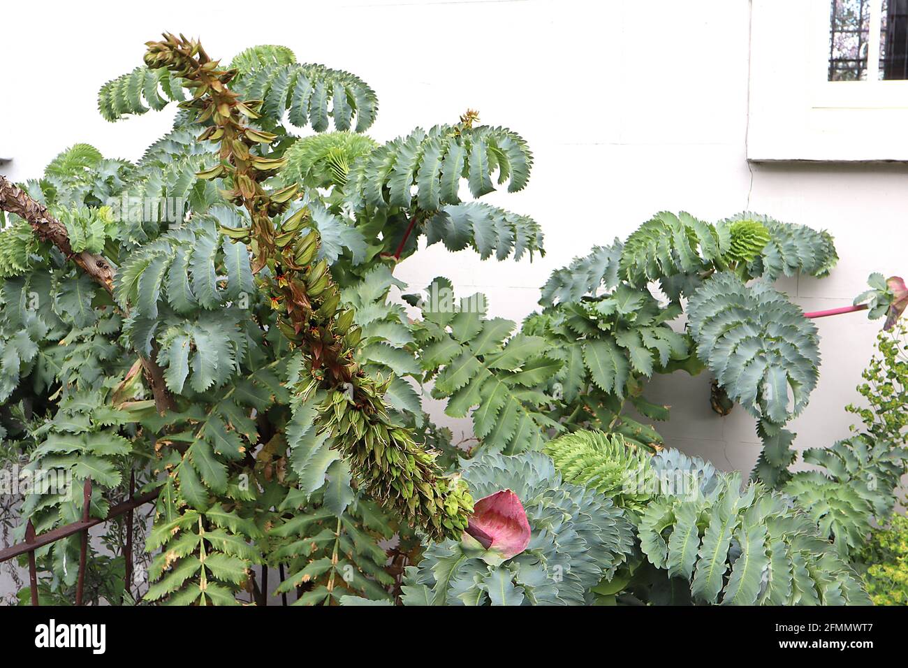 Melianthus grande fleur de miel géant – grandes feuilles de gris vert pinné, mai, Angleterre, Royaume-Uni Banque D'Images Melianthus grande fleur de miel géant – grandes feuilles de gris vert pinné, mai, Angleterre, Royaume-Uni Banque D'Images