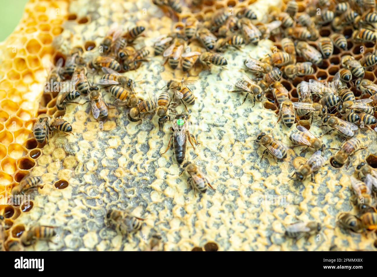 Queen abeille tribale sur cadre avec couvain scellé. Queen abeille avec étiquette verte avec numéro à l'arrière. queen vierge sédaté et artificiellement insémination. Soft f Banque D'Images