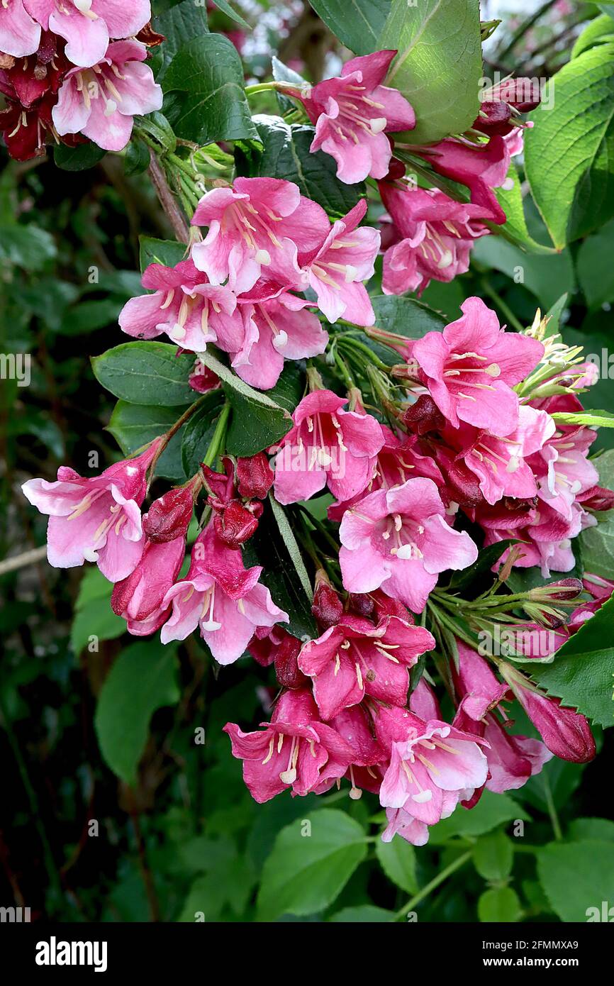 Weigela florida ‘Eva Rathke’ fleurs roses à dos pétale rose profond, boutons de fleurs rouges, mai, Angleterre, Royaume-Uni Banque D'Images