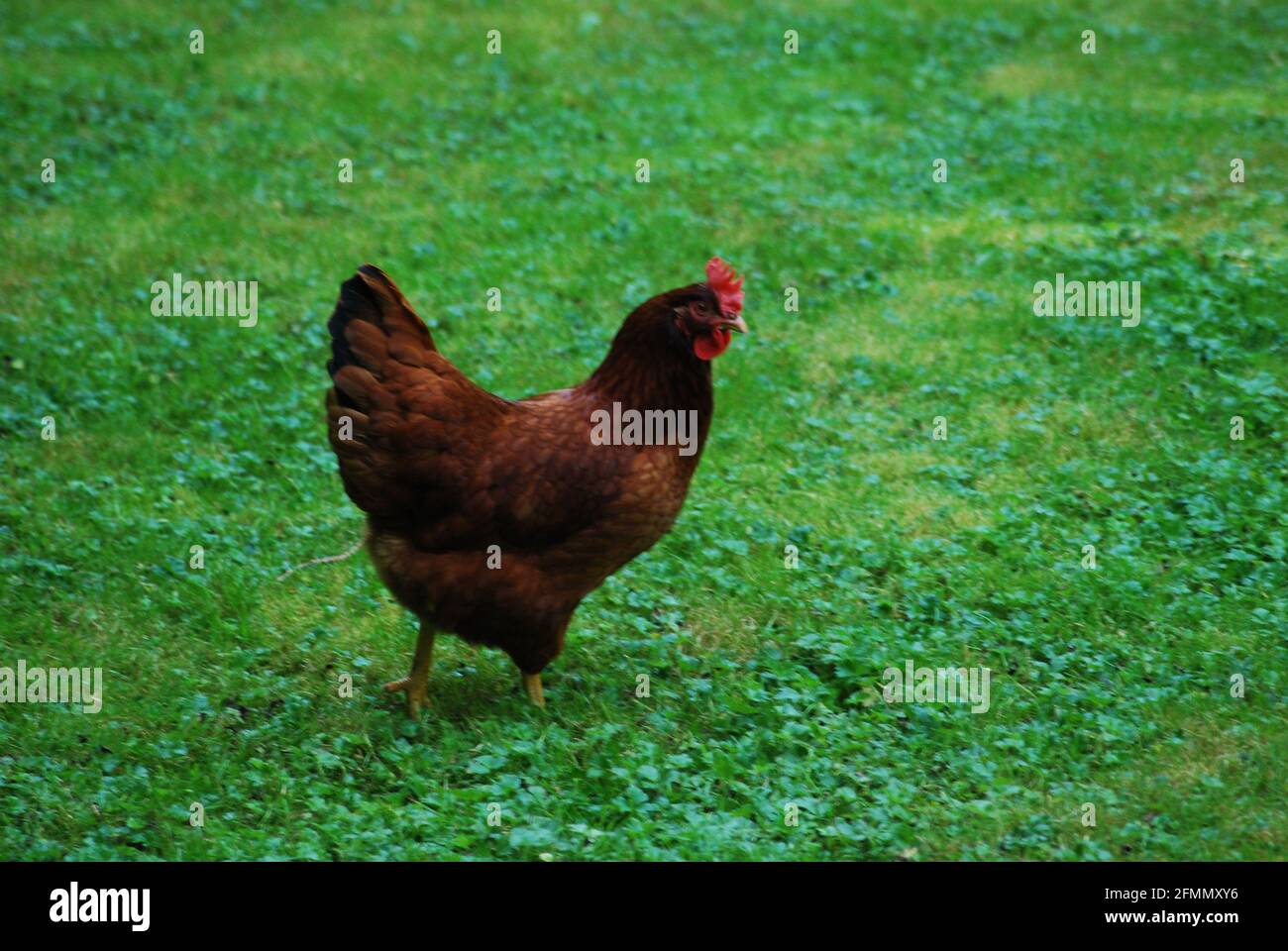 Un poulet brun se base dans l'herbe Banque D'Images