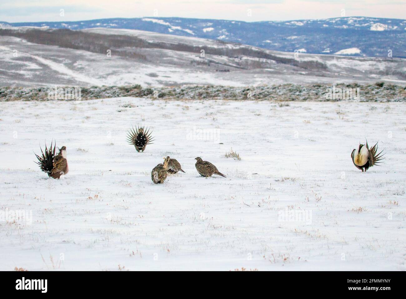 Tétras des armoises Centrocercus urophasianus se de Walden, Colorado, États-Unis 20 avril 2018 Adulte, homme et femme Phasianidae Banque D'Images