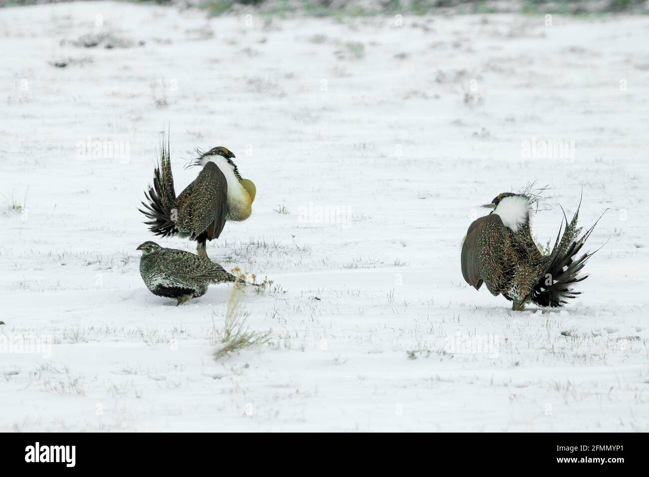 Tétras des armoises Centrocercus urophasianus se de Walden, Colorado, États-Unis 20 avril 2018 Adulte, homme et femme Phasianidae Banque D'Images
