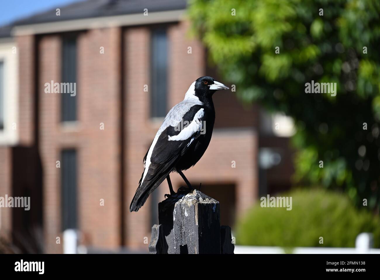 Photo d'une magpie australienne, perchée au sommet d'une clôture sale et usée, sur une rue de banlieue avec des maisons et des arbres en arrière-plan Banque D'Images