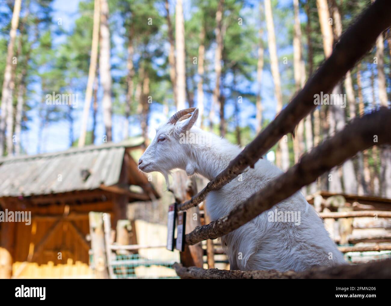 Une chèvre à cornes regarde à travers une clôture en bois. L'animal demande de la nourriture aux visiteurs. Coin rural. Banque D'Images