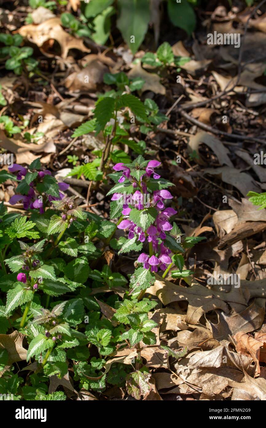 Vue rapprochée sur la nature des fleurs d'ortie mauves tachetées naturalisées floraison dans un ravin de bois isolé Banque D'Images