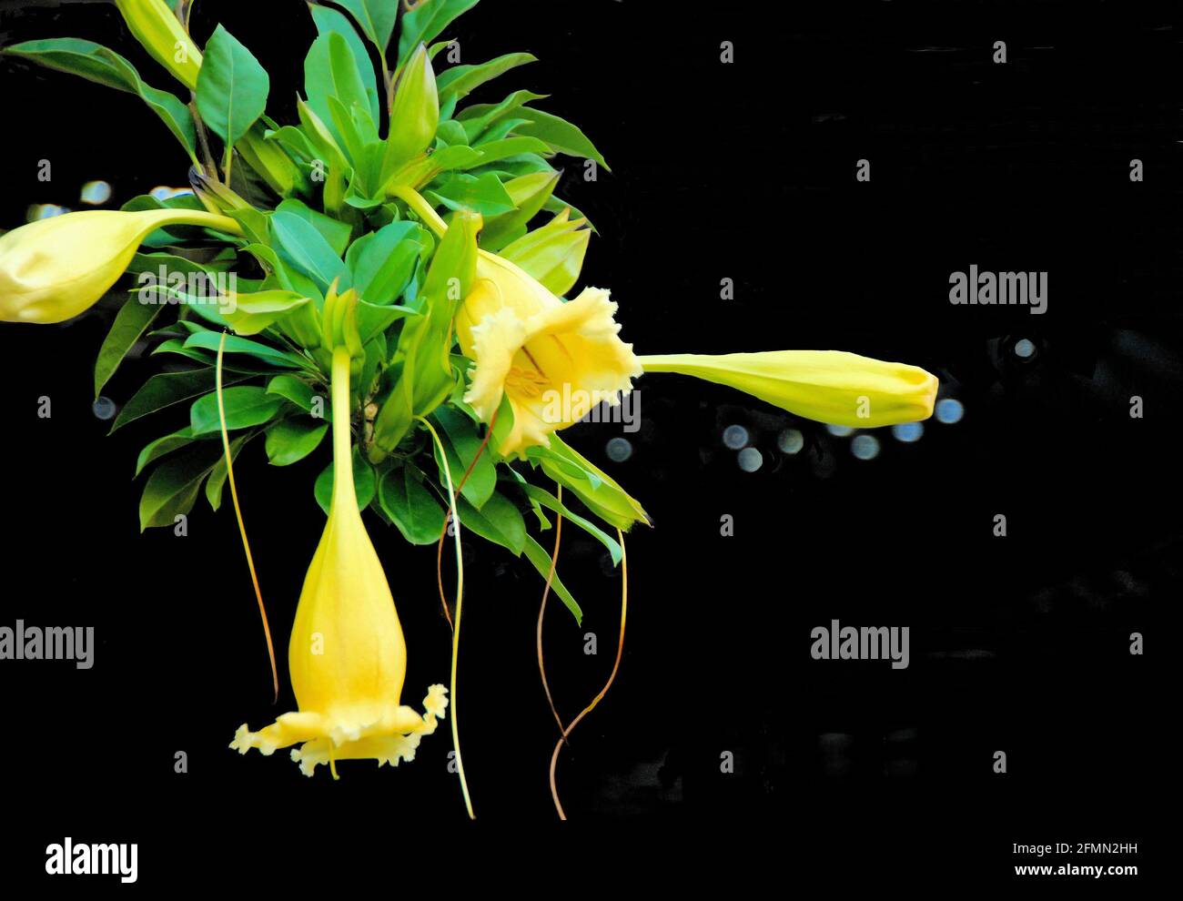 Des fleurs jaunes tropicales et des feuilles vertes sur fond sombre pendent un mur à Montego Bay, en Jamaïque. Banque D'Images