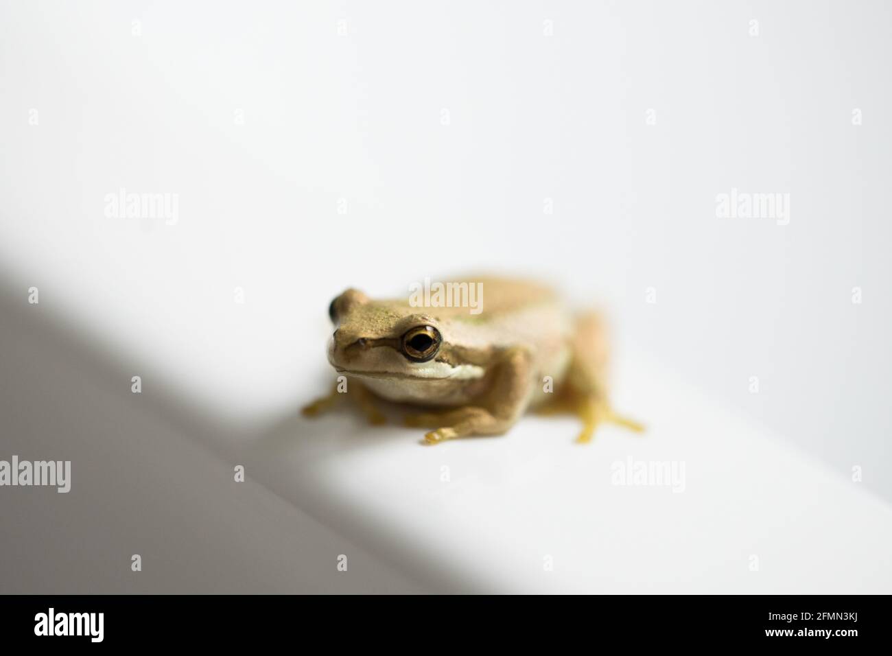 mise au point sélective et faible profondeur de champ sur la tête d'une petite grenouille d'arbre amphibien Banque D'Images