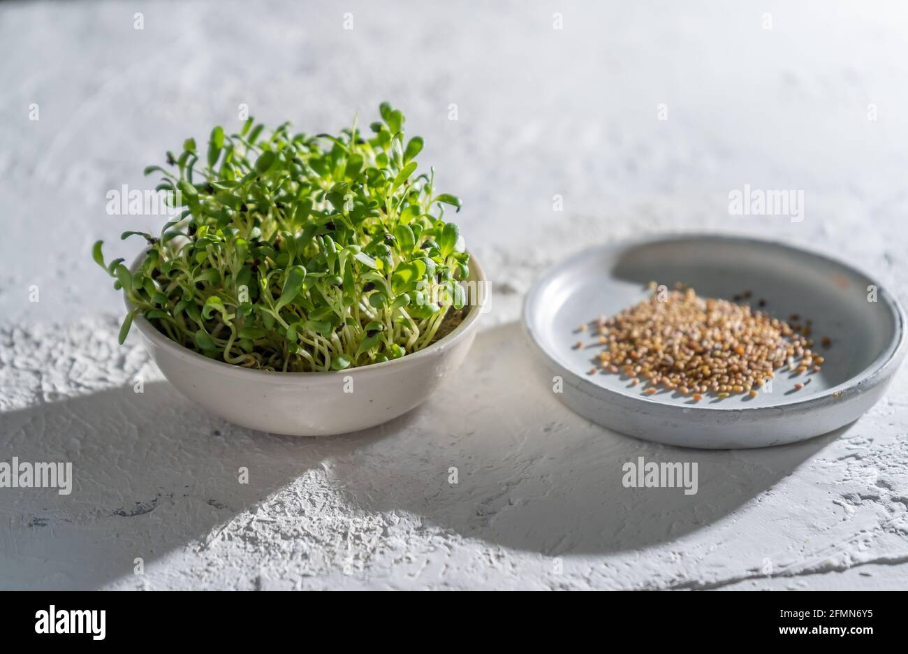 La luzerne s'est envasée dans un bol blanc.Cultivez le micro-vert pour la nourriture.Alimentation saine en vitamines.Germer les graines de luzerne.Culture de micro-légumes à la maison.Feuille et pousses d'une plante verte. Banque D'Images