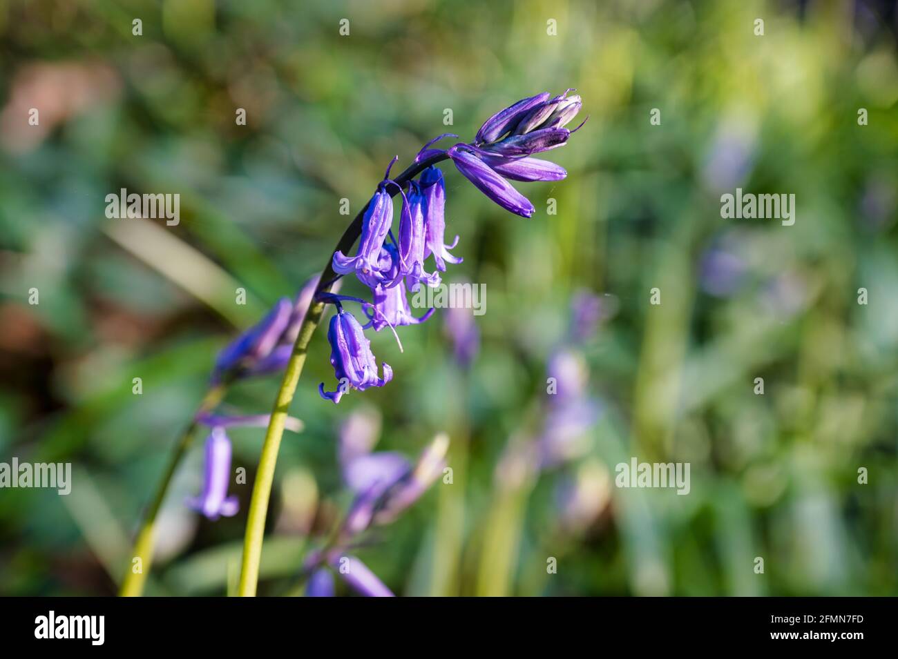 Fleurs sauvages Bluebell en croissance au début du printemps en Irlande Banque D'Images