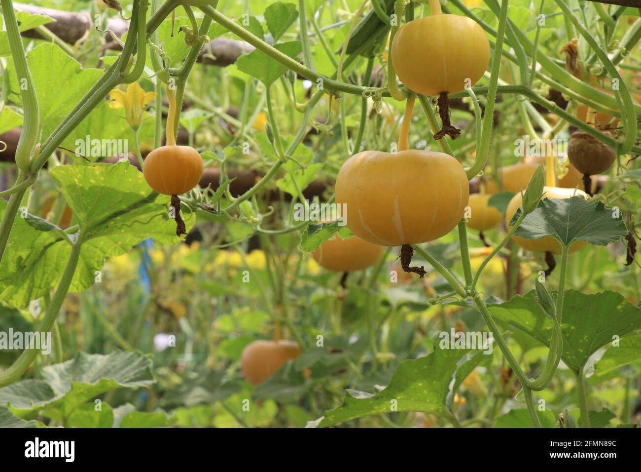 Plantes de citrouille avec citrouille isolée sur fond de nature. Légumes frais de citrouille cultivés sur une ferme horticole à CHES(ICAR-IIHR) Chettali Banque D'Images