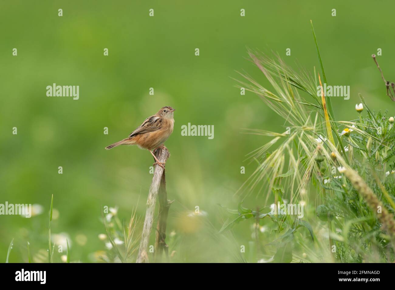 Zitting cisticola ou paruline à queue en éventail (Cisticola joncidis) perchée dans des prairies vertes en Europe Banque D'Images