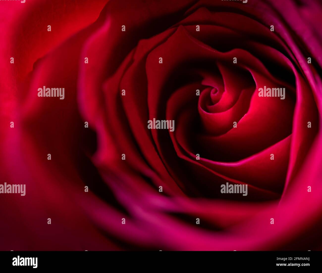 Rose rouge, gros plan, macro, pétales Banque D'Images