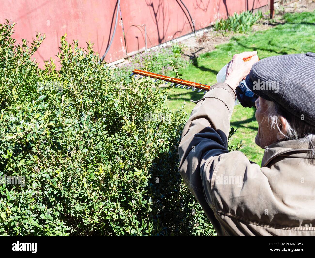 le vieil homme coupe des buissons de buis avec un taille-haie électrique  jour de printemps ensoleillé Photo Stock - Alamy